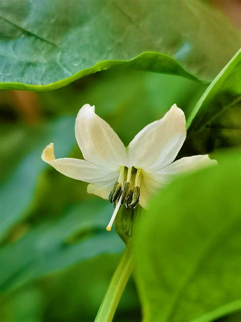 辣椒的花